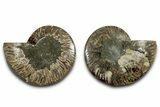 Cut & Polished, Agatized Ammonite Fossil - Madagascar #346154-1